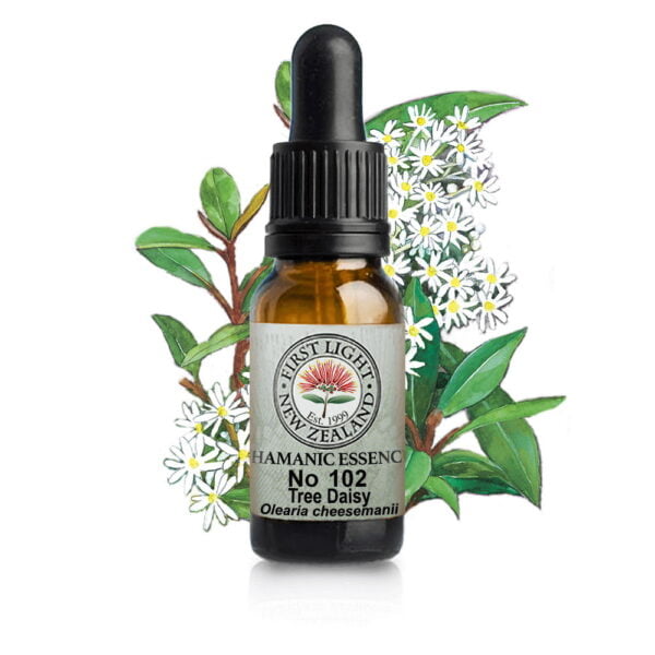 No 102 Tree Daisy