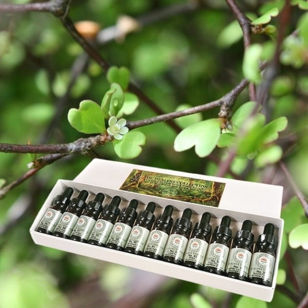 Shamanic Teacher Plant Essences No's 97-120