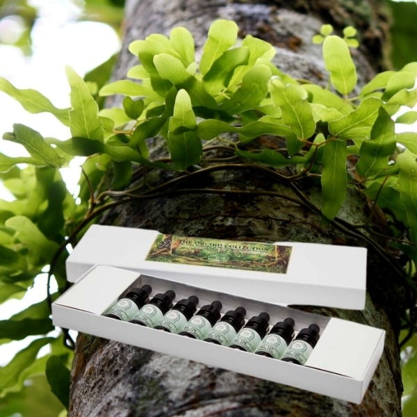 Fern Ally Master Teacher Plant Essences No's 129-136